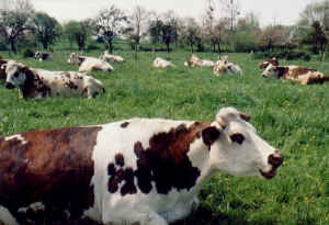 cows.jpg (43573 bytes)