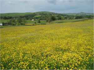 14.buttercup field.jpg (596421 bytes)