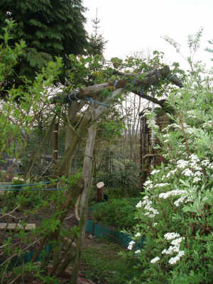 rose arch into small garden.JPG (810442 bytes)