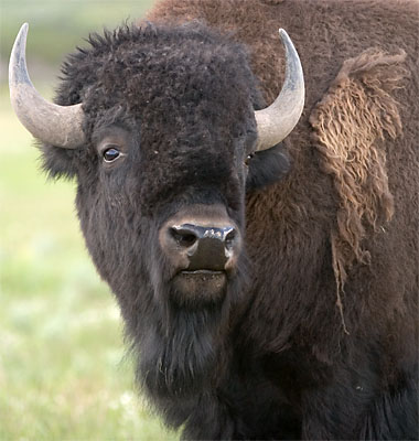 bison