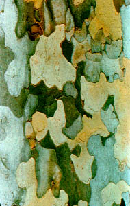 Sycamore Bark